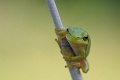 Rzekotka drzewna - European tree frog - Hyla arborea